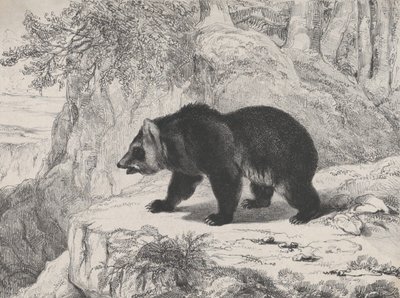 Urso do Mississippi, 1836. de Antoine Louis Barye