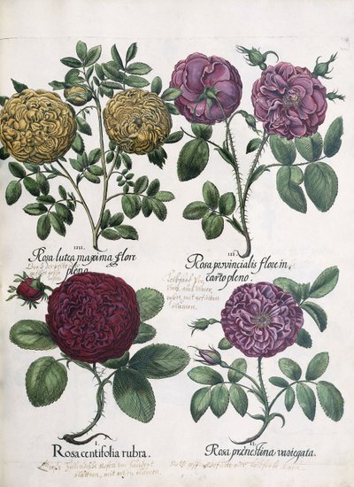 Quatro tipos de rosas, 1613 de Antoine Pesne