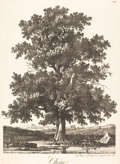 Chene (carvalho) de Antoine Pierre Mongin