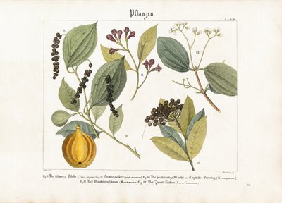 Plantas de especiarias economicamente importantes de Anton Wachsmann