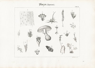 Anatomia vegetal e formas fúngicas de Anton Wachsmann