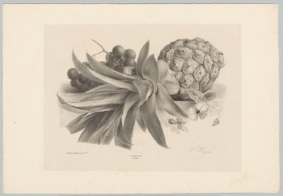 Ananases e uvas
Estudos de Flores e Frutos (...) 10ª prestação (título da série) de Anton Weiss