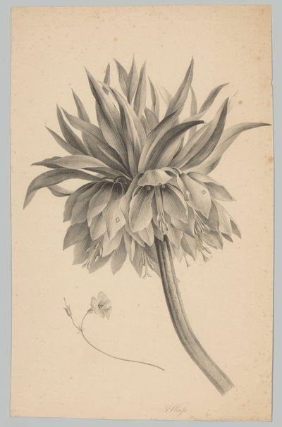 Flor no caule
Estudos de Flores e Frutos (...) 3º episódio (título da série) de Anton Weiss