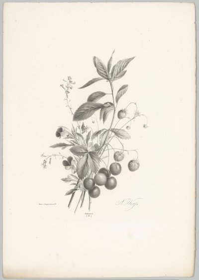 Flores, morangos e cerejas
Flor e Fruta Studien (...) 10ª prestação (título da série) de Anton Weiss