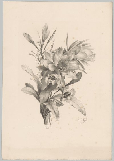 Flores diversas
Flor e Fruta Studien (...) 10ª edição (título da série) de Anton Weiss