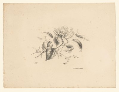 Várias flores Flores e frutas (título da série) de Anton Weiss