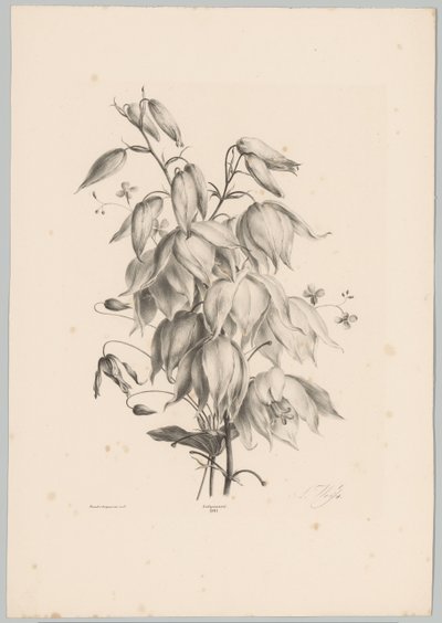Pendurar flores
Estudos de Flores e Frutos (...) 10ª prestação (título da série) de Anton Weiss