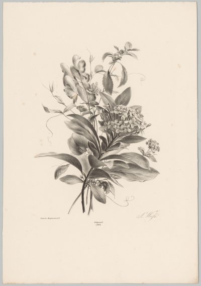 Hortênsias e outras flores
Flor e Fruta Studien (...) 10ª edição (título da série) de Anton Weiss