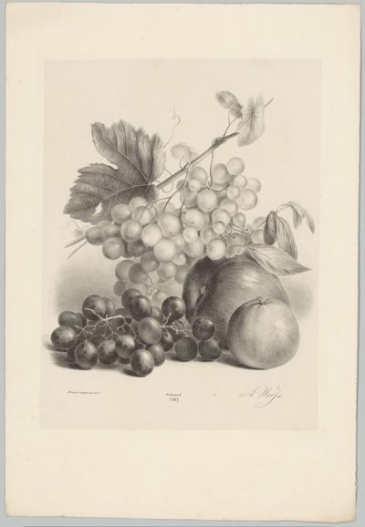 Uvas vermelhas e brancas e maçãs
Flor e Fruta Studien (...) 10ª edição (título da série) de Anton Weiss