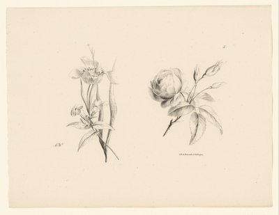 Rosas e outras flores
Flores e frutos (título da série) de Anton Weiss