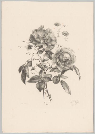 Rosa e flor de cravo
Flor e Fruta Studien (...) 10ª prestação (título da série) de Anton Weiss