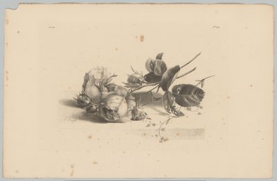 rosas Estudos de Flores e Frutos (...) 3º episódio (título da série) de Anton Weiss