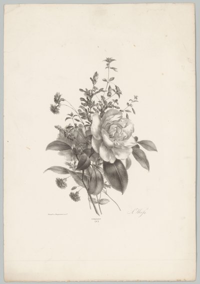 Rosas, cravos e fúcsia Estudos de Flores e Frutos (...) 10º episódio (título da série) de Anton Weiss