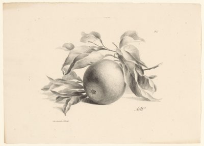 Laranja Frutas (título da série) de Anton Weiss