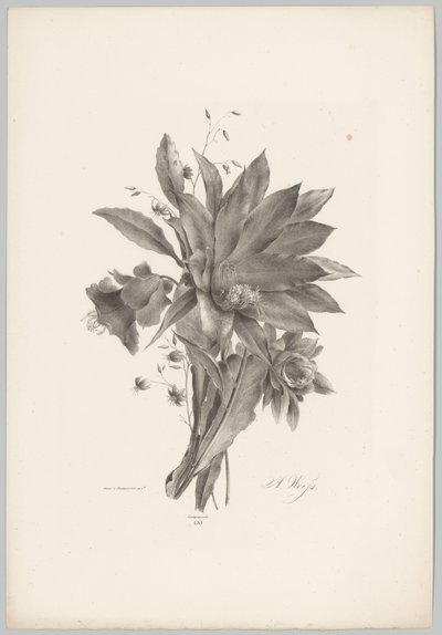 Flores em forma de estrela e sino
Flor e Fruta Studien (...) 10ª edição (título da série) de Anton Weiss