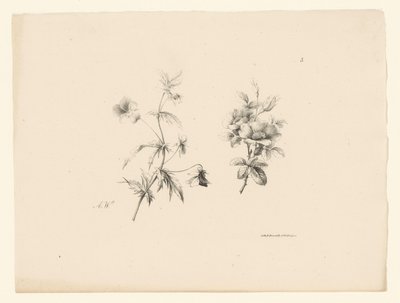 duas flores Flores e frutas (título da série) de Anton Weiss