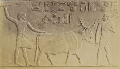 Touro Sagrado em Saqqara de Antonio Beato