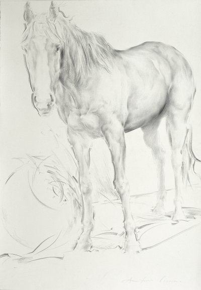 Cavalo em Coolmore, 1990 (carvão sobre papel) de Antonio Ciccone