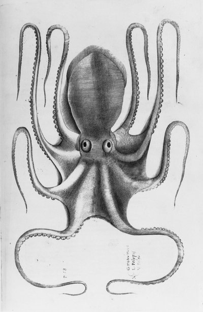 Ilustração da "História dos animais de Aquatilium, o primeiro livro" de Ippolito Saluiani, 1554 de Antonio Lafreri