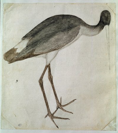 Uma cegonha preta de pé, virada para a direita. Desenho de Antonio di Puccio Pisano dit Pisanello (antes de 1395-1455). Tinta castanha, lavagem castanha, lavagem cinzenta, pedra preta, pena. Dim: 20,8x18,7cm. Louvre, Cabinet des dessins de Antonio Pisanello