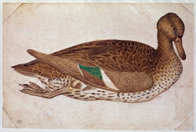 Marreta de inverno fêmea, nadando, de perfil à direita. Desenho de Pisano Antonio di Puccio dit il Pisanello (1380-1455), ca. 1430-40. aquarela, tinta marrom, pedra preta, pena (desenho), branco. Dim: 14x21,2cm. Louvre, Cabinet des dessins de Antonio Pisanello