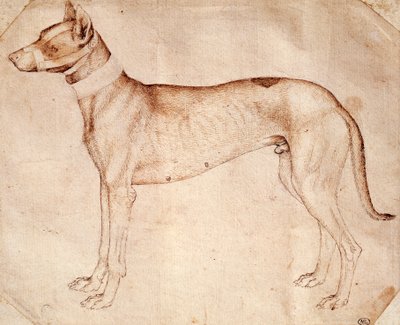 Estudo do cão de caça de Antonio Pisano conhecido como Pisanello (pré-1395- ca 1455), desenho em caneta e tinta marrom de Antonio Pisanello