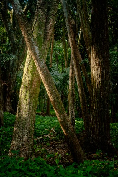 Afernoon, Floresta da Tijuca, Brasil, 2022 (foto) de Antonio Schubert