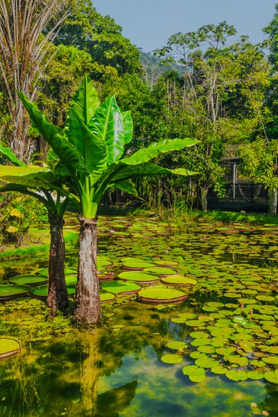 Jardim Amazonico, 2024 (fotografia digital) de Antonio Schubert
