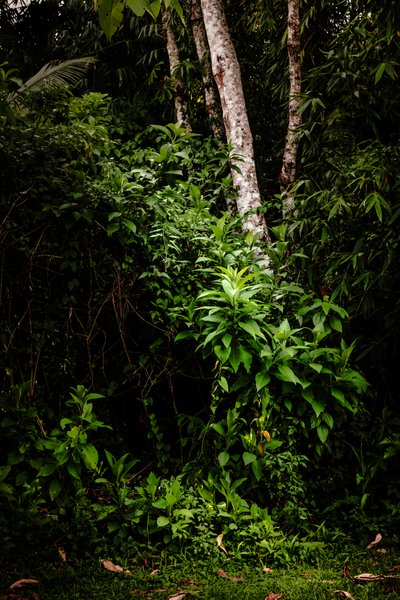 Mantiqueira LII, 2021 (digital photo) de Antonio Schubert
