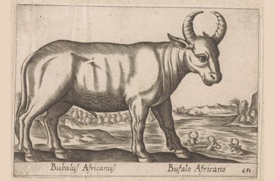 búfalo africano Bubalus Africanus/ Bufalo Africano (título no objeto) Animais e criaturas míticas (título da série) Nova raccolta de li animali piu curiosi del mondo (título da série) de Antonio Tempesta