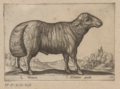 Arabisch schaap
L Veruex/ I carneiro árabe (título sobre o objecto)
Dieren en fabelwezens (título da série)
Nova raccolta de li animali più curiosi del mondo (título da série) de Antonio Tempesta