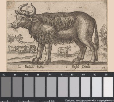 Buffel
L Bubalus Indicus/ I Bufola Dindia (título sobre o objecto)
Dieren en fabelwezens (título da série)
Nova raccolta de li animali più curiosi del mondo (título da série) de Antonio Tempesta