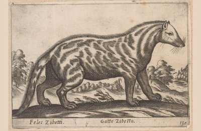 Civetkat Feles Zibetti / Cat Civet (título no objeto) Dieren en fabelwezens (título da série) Nova coleção dos animais mais curiosos do mundo (título da série) de Antonio Tempesta