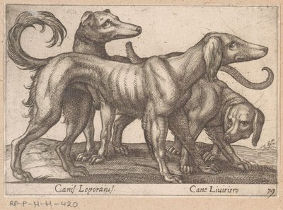 Três cachorros Canis Leporius / Cane Liviriero (título no objeto) Animais e criaturas míticas (título da série) Nova raccolta de li animali piu curiosi del mondo (título da série) de Antonio Tempesta