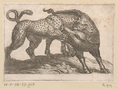Um leopardo lutando contra um javali Animais de luta (título da série) de Antonio Tempesta