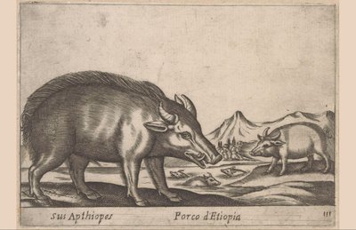 Ethiopisch varken
Sus Apthiopes/ Porco d