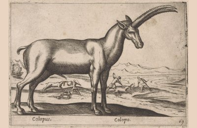 caprino Colopus/ Colopo (título no objeto) Dieren en fablewezens (título da série) Nova coleção dos animais mais curiosos do mundo (título da série) de Antonio Tempesta
