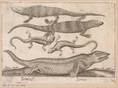 Hagedissen
Scincus/ Scinco (título sobre o objecto)
Dieren en fabelwezens (título da série)
Nova raccolta de li animali più curiosi del mondo (título da série) de Antonio Tempesta