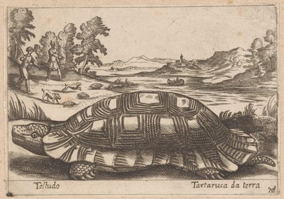 Landschildpad Testudo / Ground turtle (título no objeto) Dieren en fabelwezens (título da série) Nova coleção dos animais mais curiosos do mundo (título da série) de Antonio Tempesta