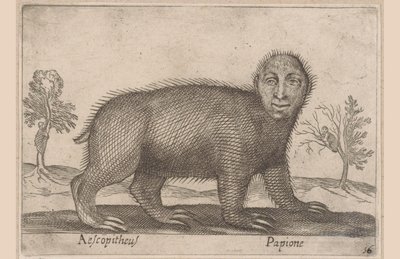 Bicho-preguiça Aescopitheus/Papione (título no objeto) Animais e criaturas míticas (título da série) Nova raccolta de li animali piu curiosi del mondo (título da série) de Antonio Tempesta