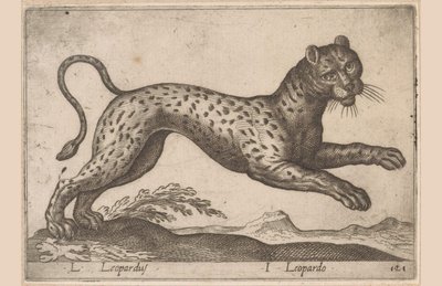 Leopardo L Leopardus/ I Leopardo (título no objeto) Dieren en fablewezens (título da série) Nova coleção dos animais mais curiosos do mundo (título da série) de Antonio Tempesta