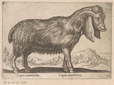 Mambrina geit
Capra mambrina/ Capra mambrina (título sobre o objecto)
Dieren en fabelwezens (título da série)
Nova raccolta de li animali più curiosi del mondo (título da série) de Antonio Tempesta