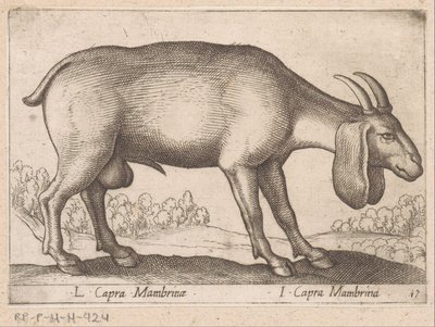 Mambrina geit
L Capra Mambrinae/ I Capra Mambrina (título sobre o objecto)
Dieren en fabelwezens (título da série)
Nova raccolta de li animali più curiosi del mondo (título da série) de Antonio Tempesta