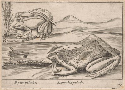 Moeraskikkers
Rana palustes/ Sapo pantanoso (título sobre o objecto)
Dieren en fabelwezens (título da série)
Nova raccolta de li animali più curiosi del mondo (título da série) de Antonio Tempesta
