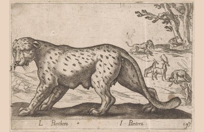Pantera L Panthera/ I Panthera (título no objeto) Dieren en fablewezens (título da série) Nova coleção dos animais mais curiosos do mundo (título da série) de Antonio Tempesta