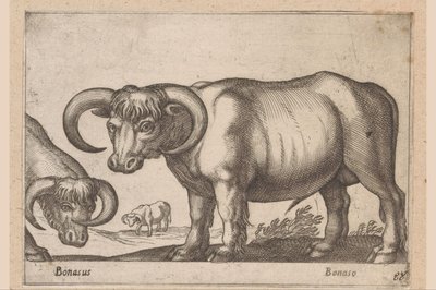 Runderen
Bonasus/ Bonaso (título sobre o objecto)
Dieren en fabelwezens (título da série)
Nova raccolta de li animali più curiosi del mondo (título da série) de Antonio Tempesta