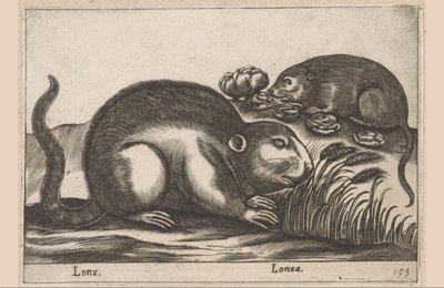 Twee muskusratten
Lonx/ Lonza (título sobre o objecto)
Dieren en fabelwezens (título da série)
Nova raccolta de li animali più curiosi del mondo (título da série) de Antonio Tempesta