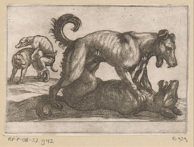 Dois acasalamentos e dois cães de luta Animais de luta (título da série) de Antonio Tempesta