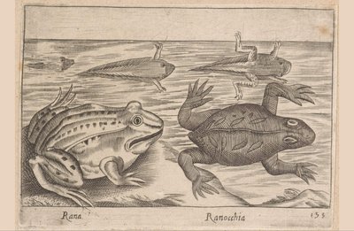 Cinco estágios de um sapo Rana/ Ranocchia (título no objeto) Animais e criaturas míticas (título da série) Nova raccolta de li animali piu curiosi del mondo (título da série) de Antonio Tempesta