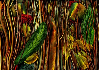  de Antonius Antonius